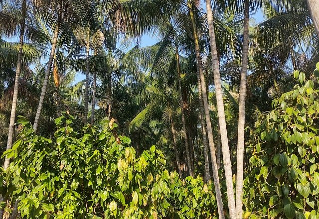 SBT News visitou fazenda que tem agrofloresta com cacaueiros e açaizeiros | Guilherme Resck/SBT News