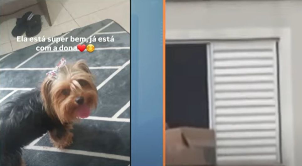 Cachorrinha caiu da janela, mas foi resgatada por vizinha. | Reprodução/Redes Sociais