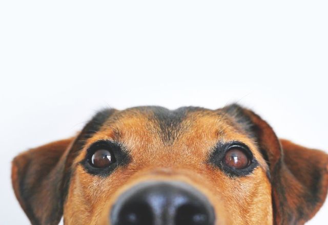 Foto: Reprodução / Pexels