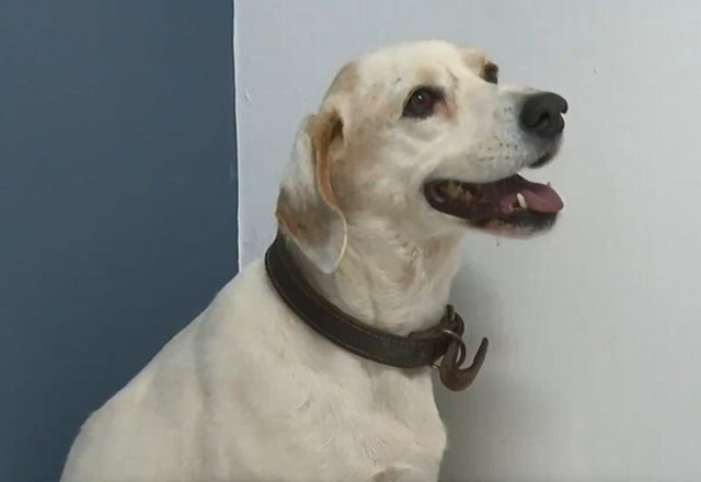 Cachorro é baleado ao brincar com cão de vizinho