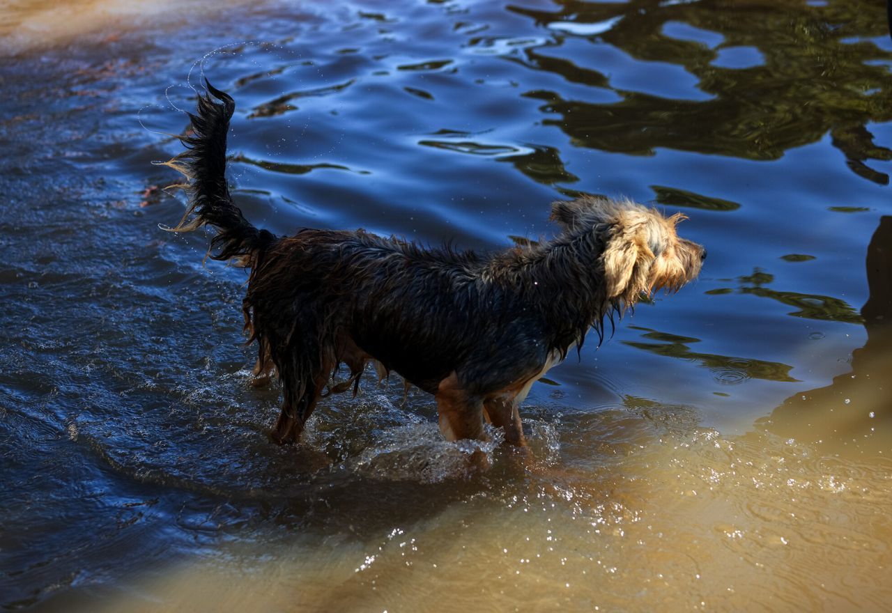 Cachorro é resgatado em meio a alagamento no Rio Grande do Sul | Gustavo Mansur/Palácio Piratini