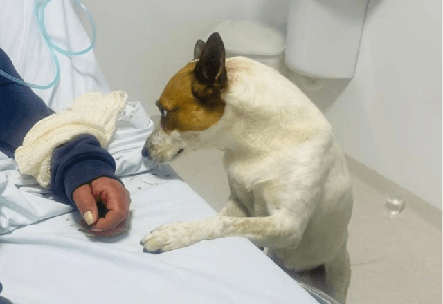 Cachorro acompanha tutora durante atendimento em UPA e emociona equipe em SC