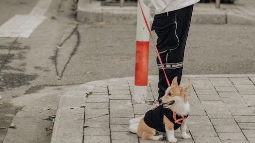 Tutores viram alvo de criminosos durante passeios com pets em SP | Pexels