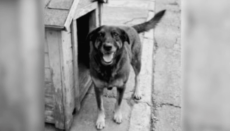 O cão Orelha era mascote de moradores de Praia Brava, em Florianópolis | Reprodução/Instagram/@janjalula