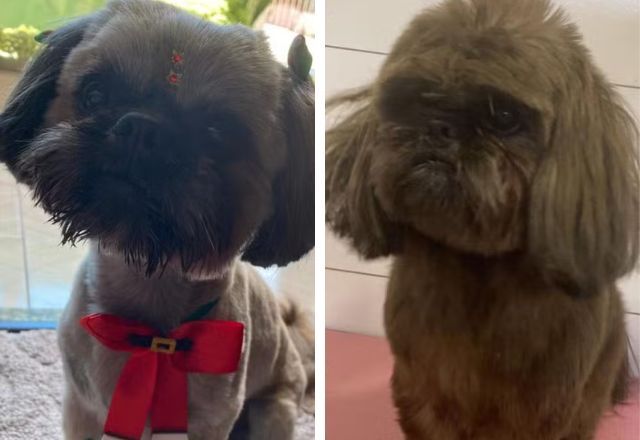 Cachorro furtado teve os pelos tingidos com tinta de cabelo para ocultar crime em SC