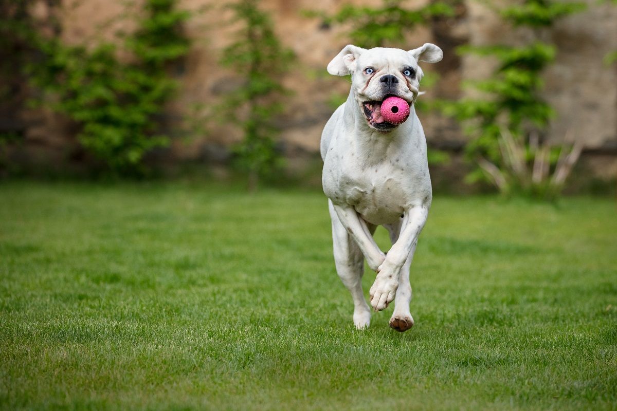 Espaço para brincar é fundamental para estadia saudável de animais. | Freepik