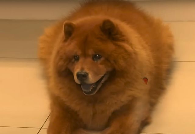 A cadela Kimi, de 11 anos. Foto: Reprodução