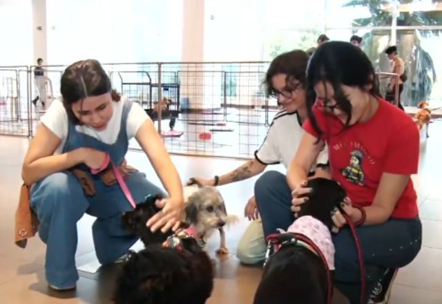 Animais resgatados na tragédia do RS: governo anuncia plano de castração e identificação