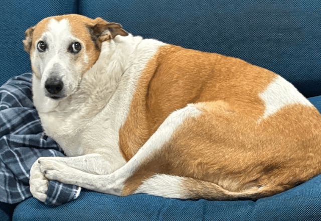 Cão Silveira chegou ainda filhote a universidade | Reprodução Instagram