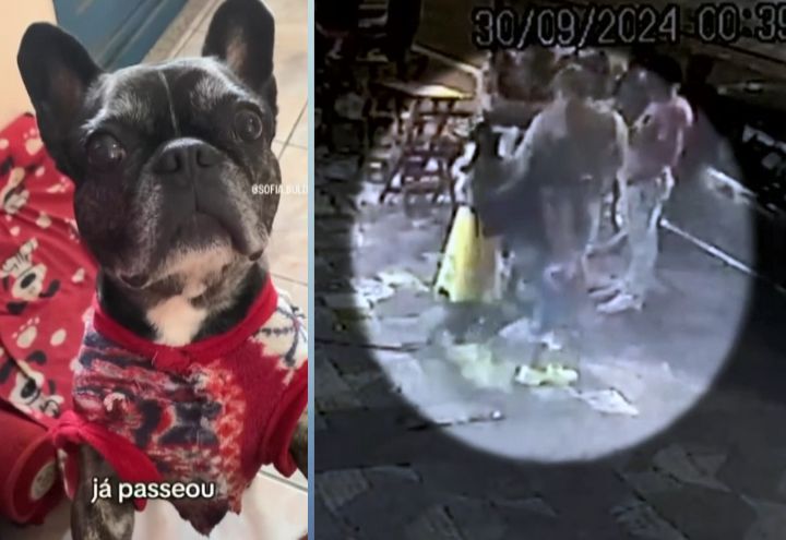 Cadela desaparece e tutor crê que foi dopado em bar de São Paulo