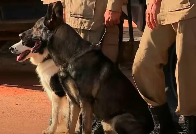 cães farejadores usados nas buscas do serial killer do DF