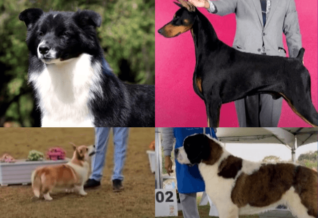 Três cães de raça levados em assalto são encontrados em São Paulo