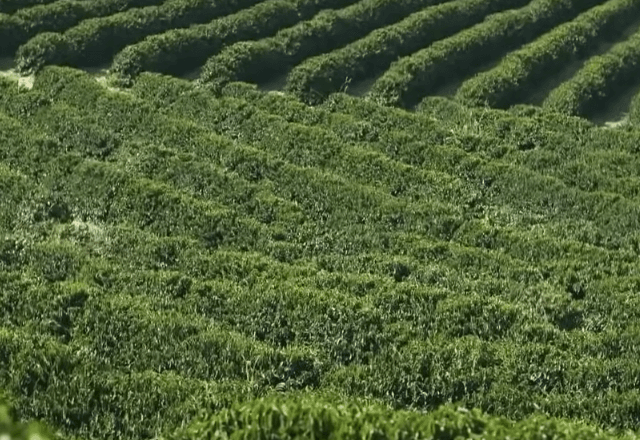 Fazenda de café | Reprodução/SBT Brasil