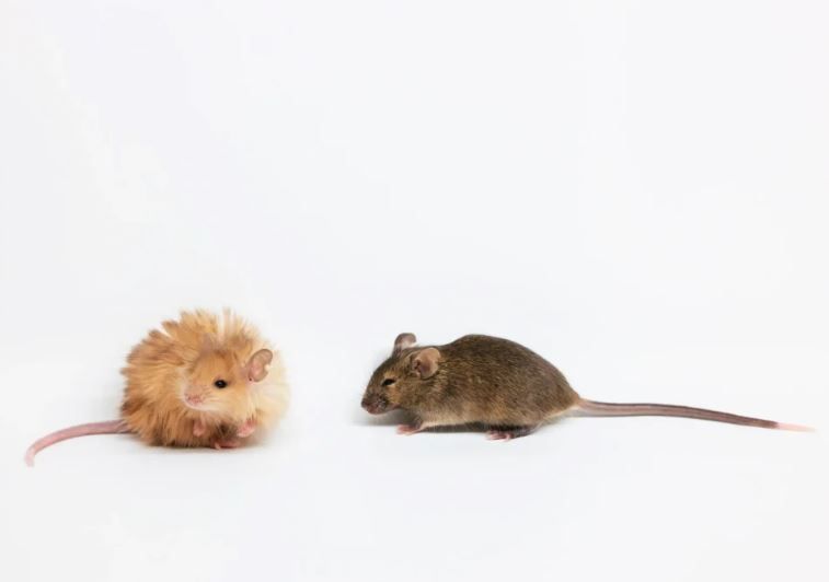 Cientistas criam ratos peludos com genes de mamutes