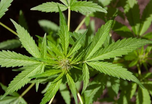 cannabis