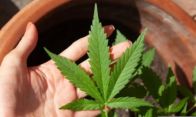 Tese que descriminalizou porte de maconha é usada pela primeira vez em decisão do STJ 