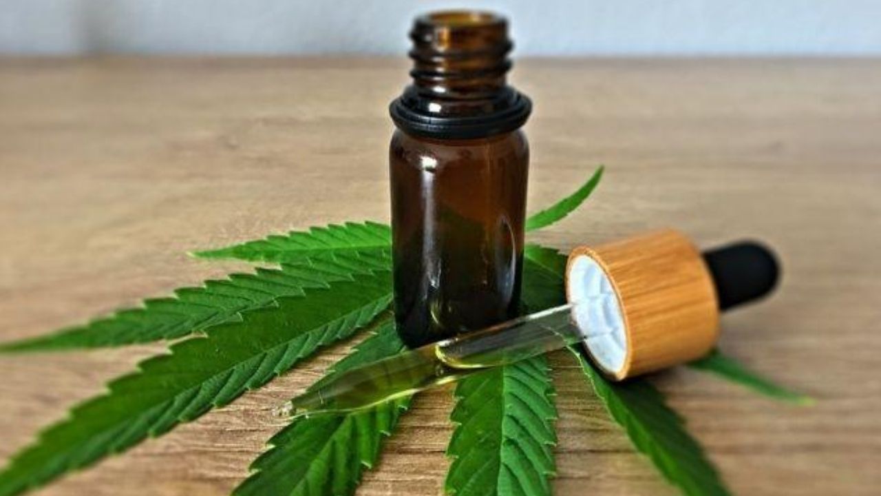 Cannabis medicinal: entenda as novas regras de cultivo