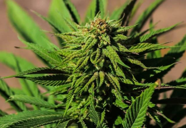 cannabis