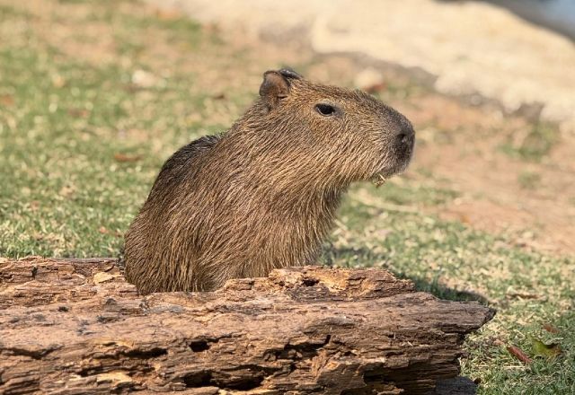 Filhote de capivara do BioParque do Rio ganha nome após votação; veja o resultado