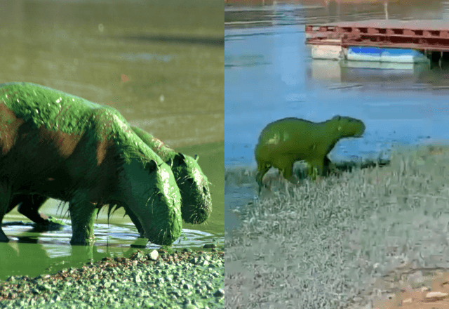 Capivaras verdes: entenda mudança na cor de animais em rio na Argentina Capivaras verdes: entenda mudança na cor de animais em rio na Argentina