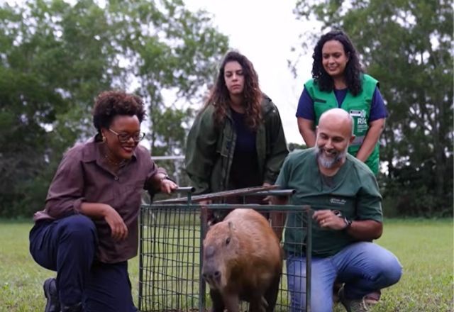 Capivara agredida na Ilha do Governador é solta em reserva ambiental na zona oeste do Rio Capivara agredida na Ilha do Governador é solta em reserva ambiental na zona oeste do Rio