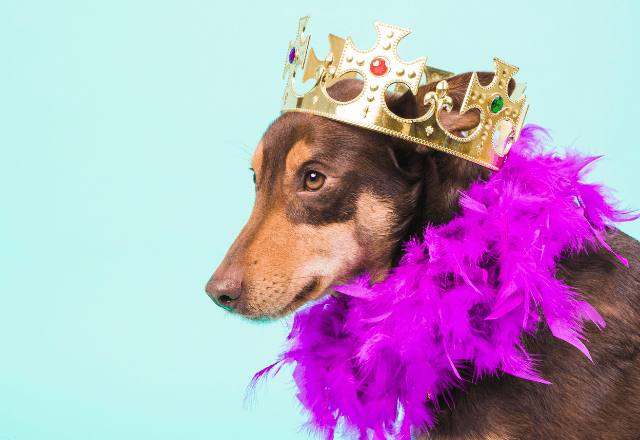 Sem os cuidados, pets podem contrair doenças e ter mudanças de comportamento / Reprodução Freepik