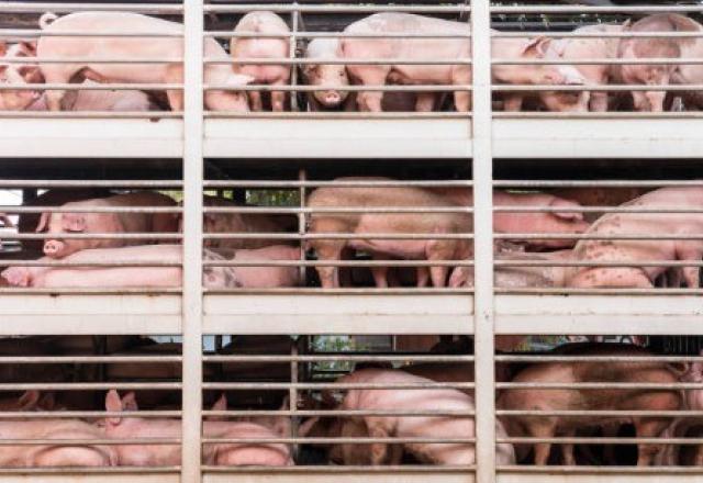 carne suína para exportação