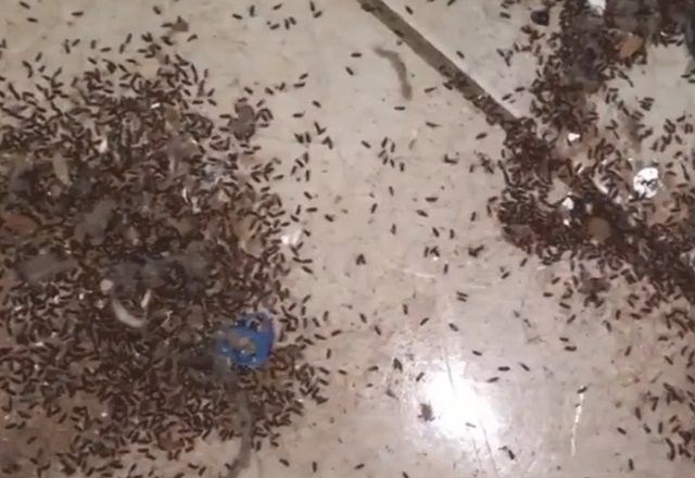 Moradores reclamam de infestação de carunchos no interior de SP