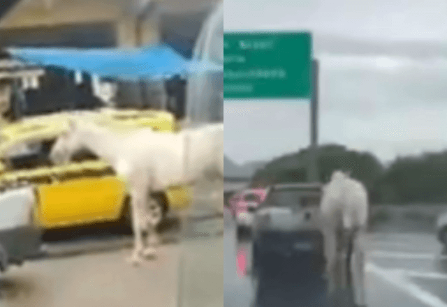 Cavalo é levado por carro em maio ao trânsito | Reprodução