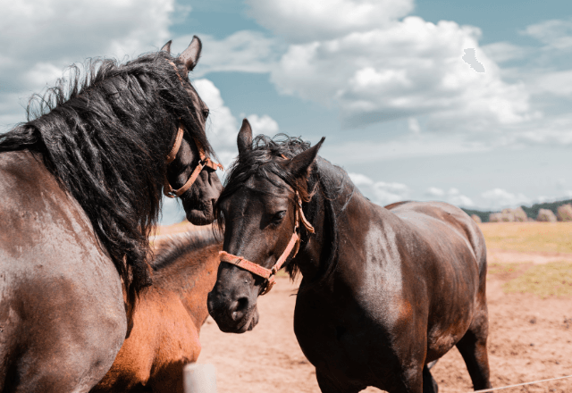 Nove cavalos morreram em um haras de Guarulhos | Reprodução: Freepik