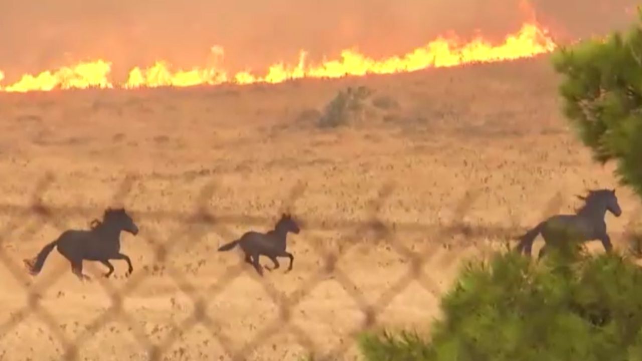 Video Cavalos Fogem De Incendio Em Atenas Na Grecia