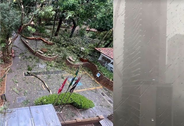 Chuva em São Paulo derruba árvores e causa alagamentos | Reprodução/Redes sociais