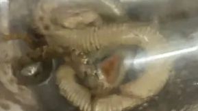 Filhote de cobra de jararaca capturado | Reprodução