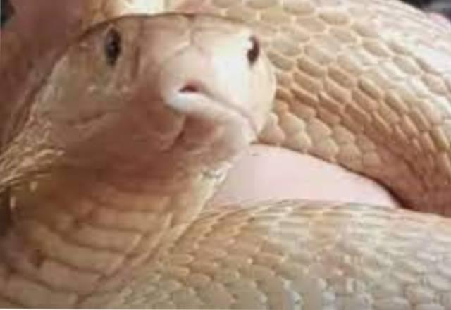 cobra naja olhando fixamente para frente