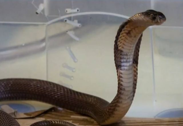 Filhote de cobra naja do Instituto Butantan está desaparecido