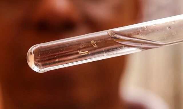 Casos de dengue ultrapassam 6,5 milhões no Brasil 