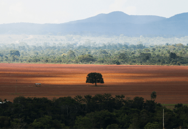 Área de cerrado desmatada para plantio no município de Alto Paraíso (GO) | Reprodução Marcelo Camargo/Agência Brasil