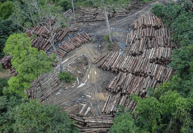 desmatamento na floresta amazônica
