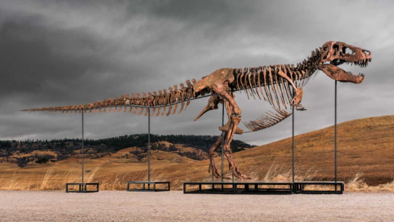 T.Rex leiloado por US$ 50 milhões | Reprodução/Sotheby's