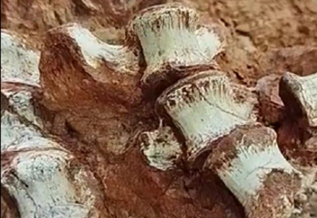 Dinossauro seria um carnívoro de grupo já encontrado no Brasil e na Argentina | Cappa/Rodrigo Temp Müller 