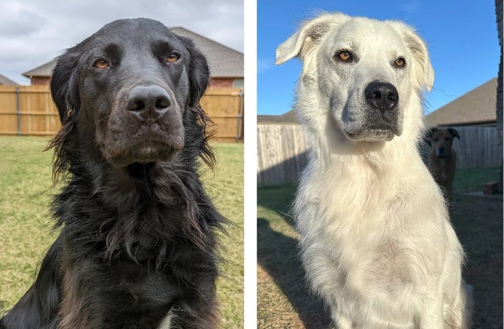 Cão preto tem vitiligo e fica branco.
