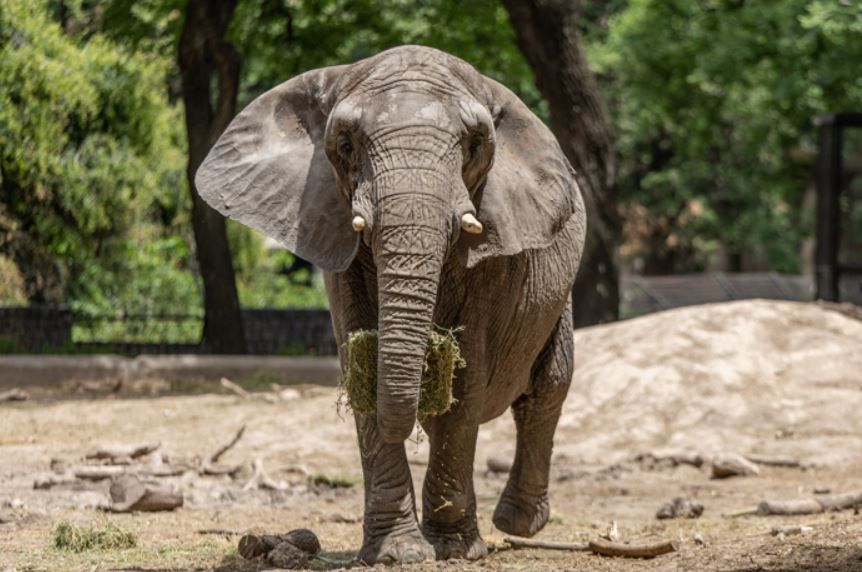 Elefanta Pupy chega a santuário no Mato Grosso após 30 anos em zoológico na Argentina
