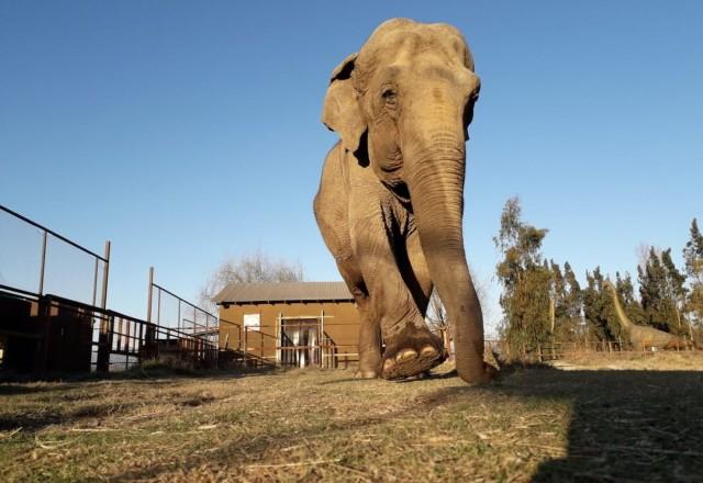Turistas foram atacadas e mortas por elefante duarante um safári na Zâmbia, sul da África | Reprodução