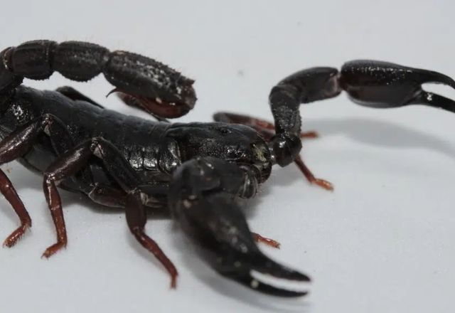 Foto: Reprodução / Agência SP