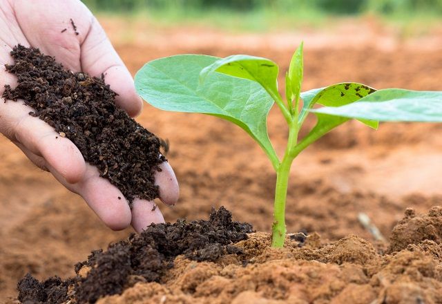 Pessoa coloca fertilizante em terra (iStock)