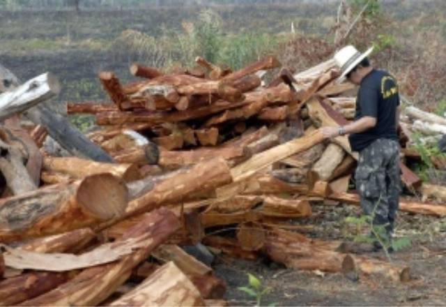 fiscalização de madeiras na floresta