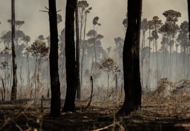 Registros da área atingida na Flona | Reprodução João Stangherlin/APA do Planalto Central