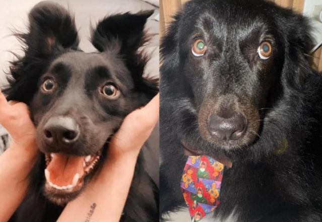 Cão morre em creche para pets enquanto tutores viajavam em lua de mel