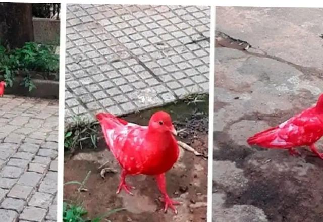 foto de pombas tingidas de vermelho