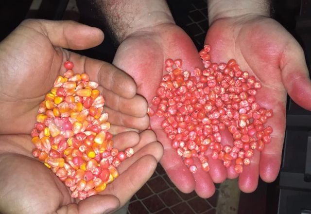 “Piratas do Agro”: Operação policial identifica esquema de falsificação de sementes de milho e soja | Foto: Divulgação/ Polícia Civil São Luiz Gonzaga